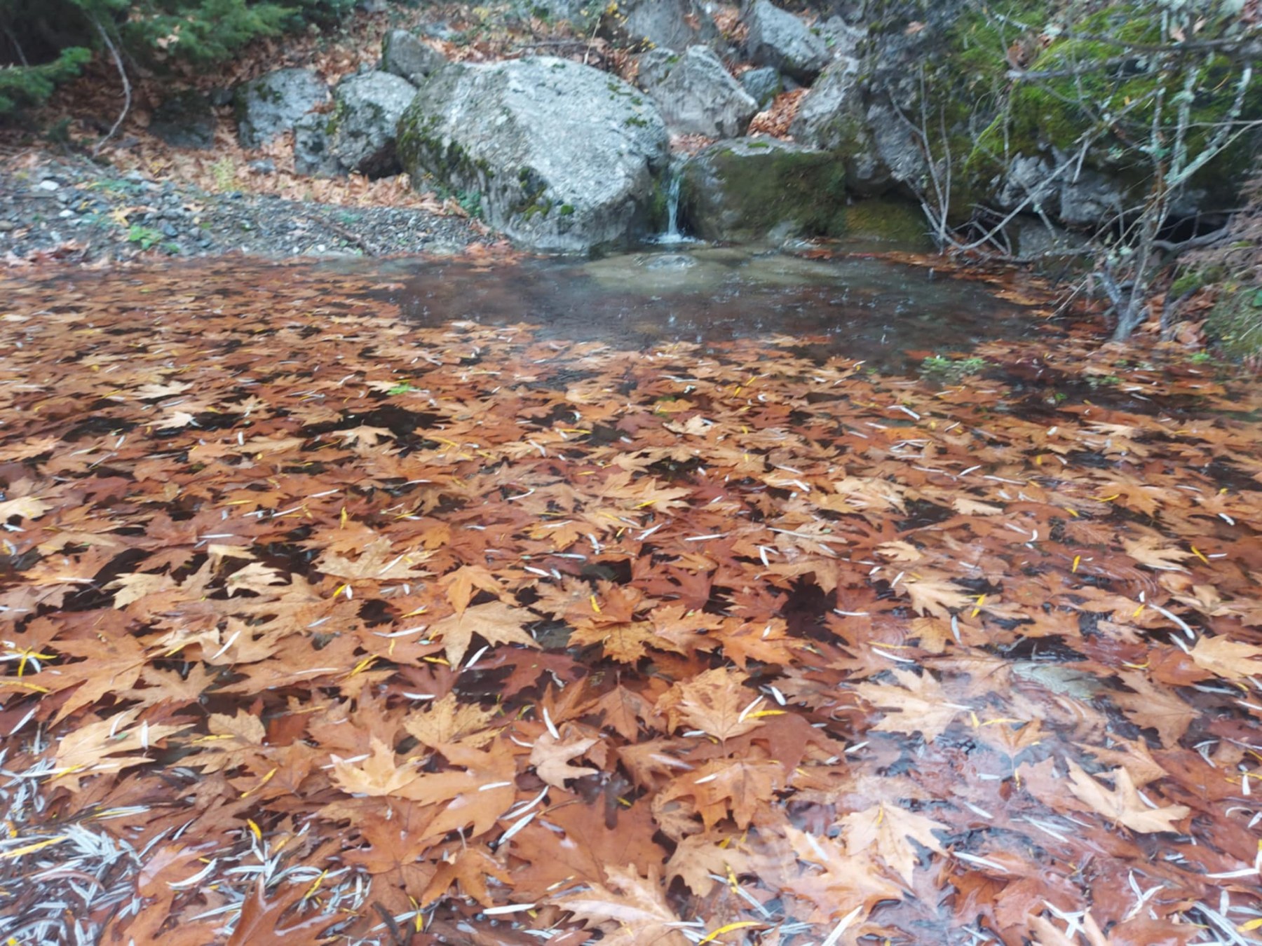 εικόνα_Viber_2025-11-23_17-32-54-089